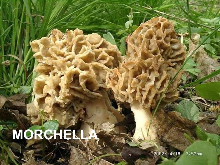 FUNGI THE NON GREEN PLANTS