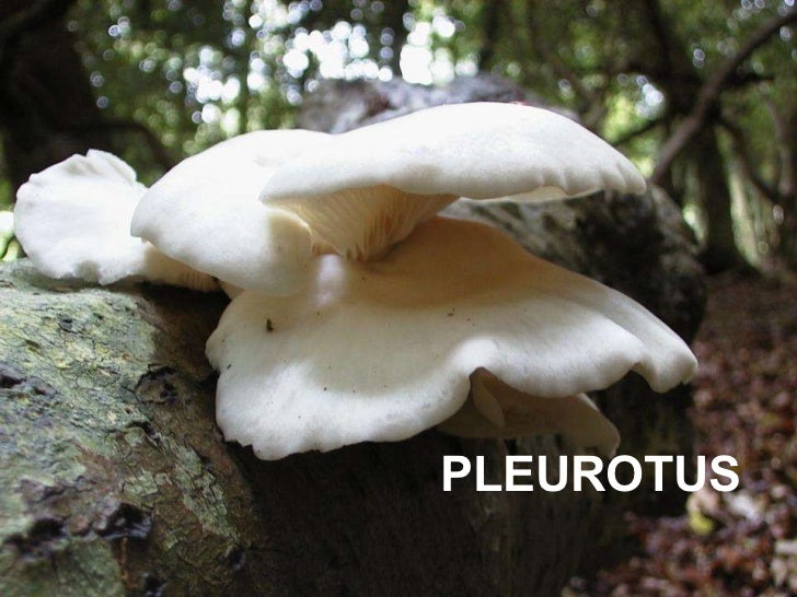 FUNGI THE NON GREEN PLANTS