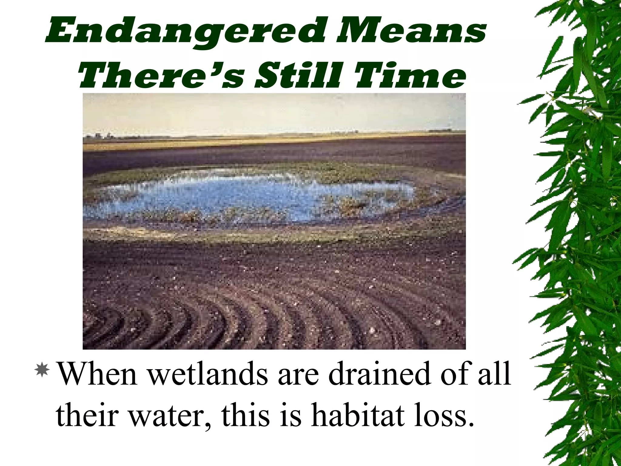 Endangered Means
 There’s Still Time




 When  wetlands are drained of all
 their water, this is habitat loss.
 