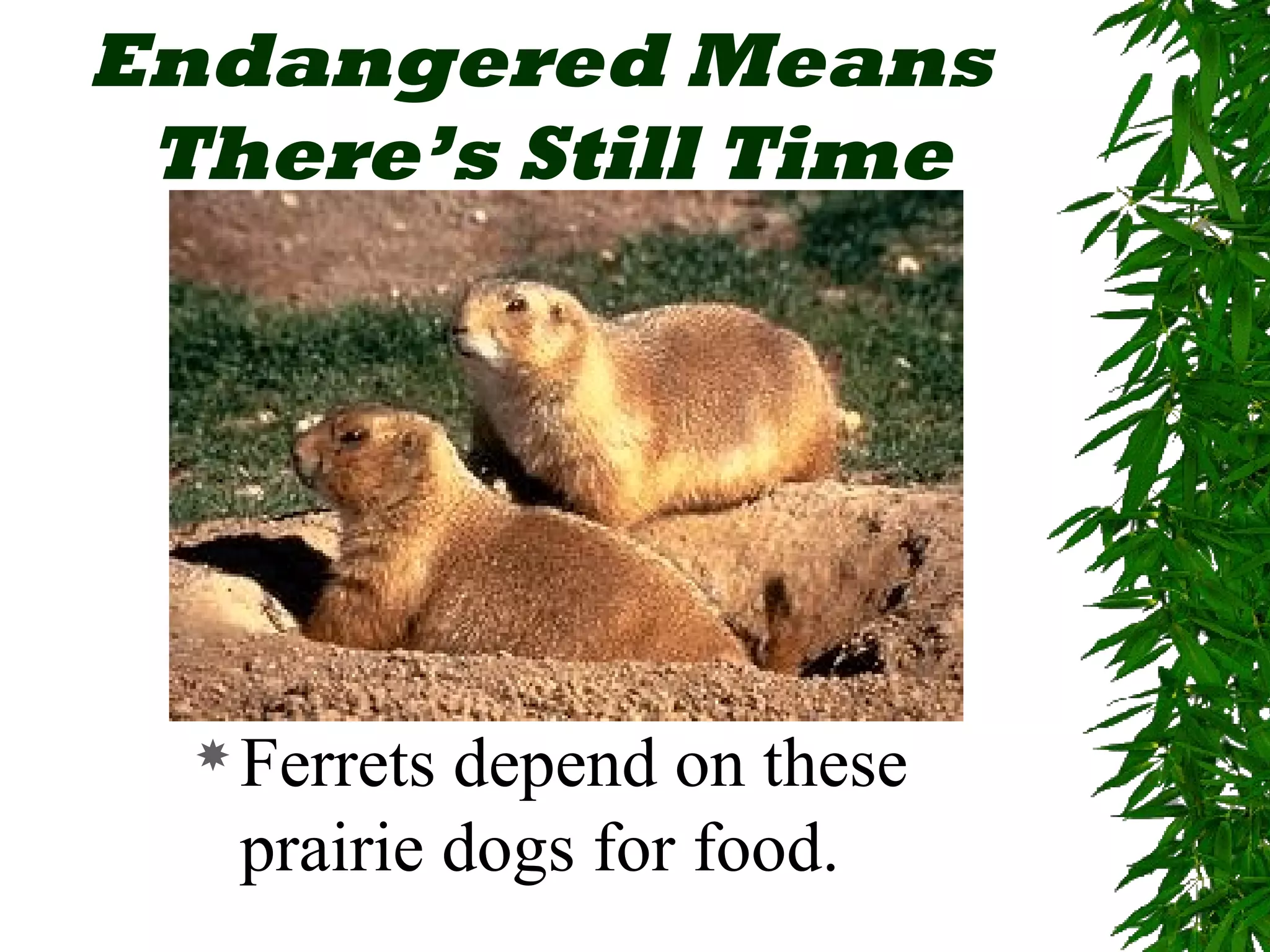 Endangered Means
 There’s Still Time




   Ferretsdepend on these
   prairie dogs for food.
 