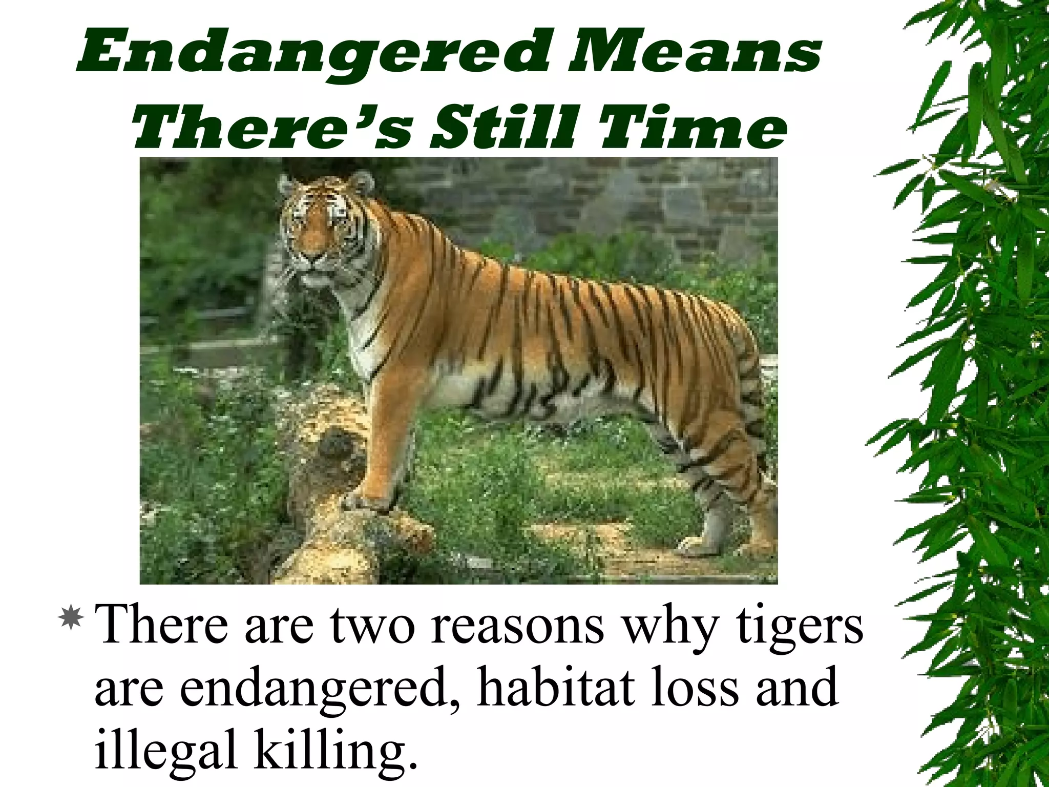 Endangered Means
 There’s Still Time




 There are two reasons why tigers
 are endangered, habitat loss and
 illegal killing.
 