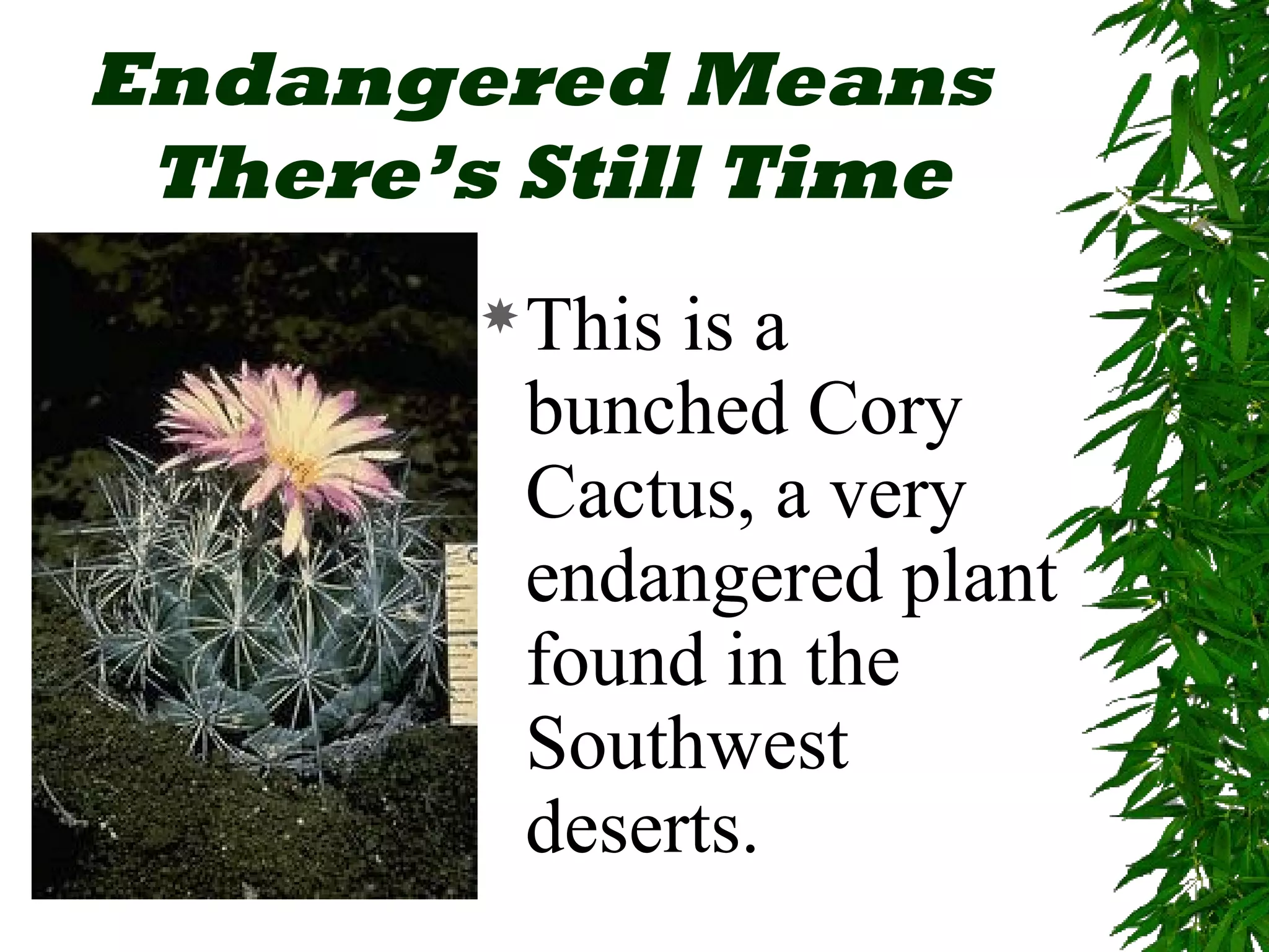 Endangered Means
 There’s Still Time
         Thisis a
         bunched Cory
         Cactus, a very
         endangered plant
         found in the
         Southwest
         deserts.
 