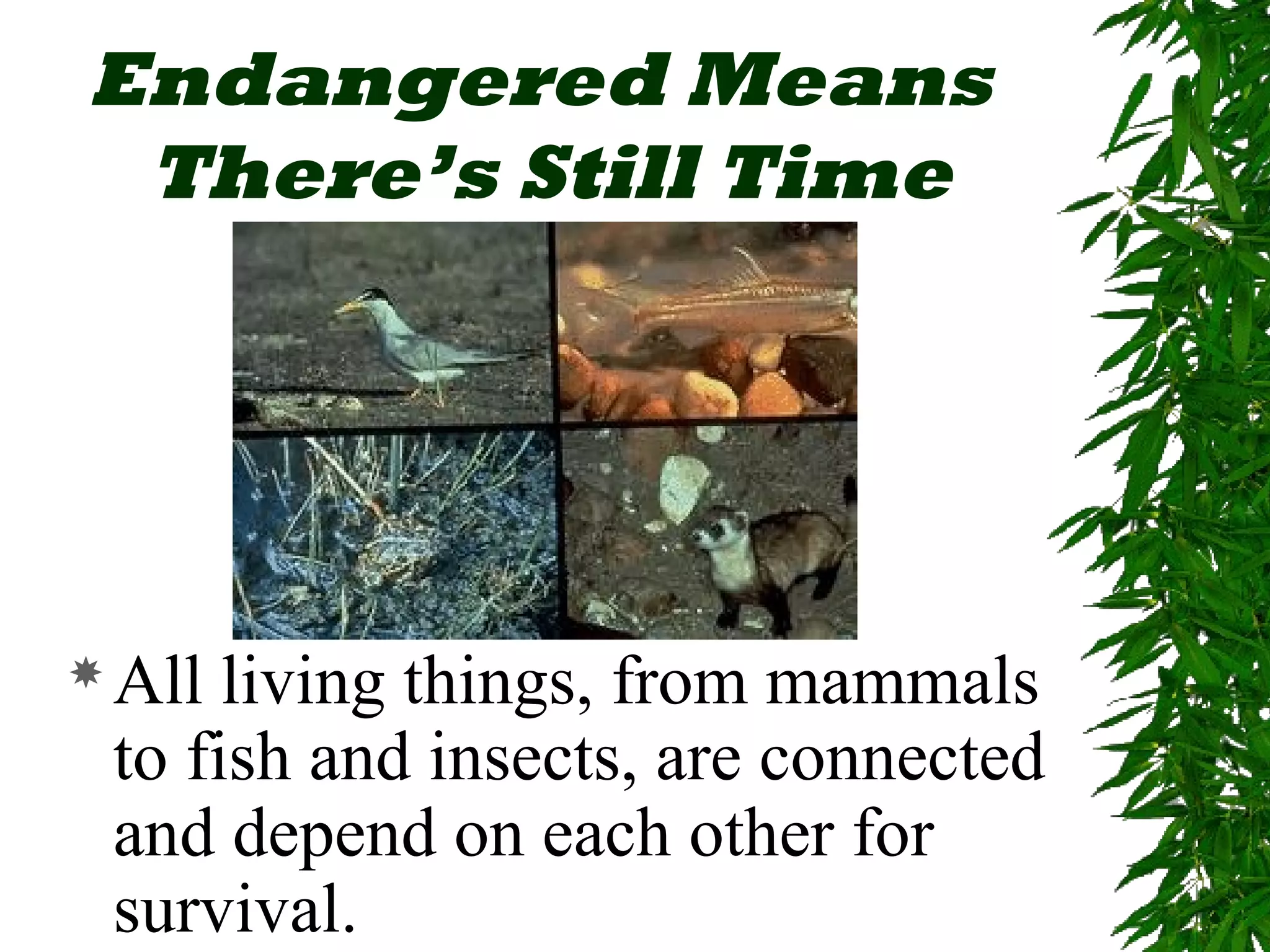 Endangered Means
 There’s Still Time




 All living things, from mammals
 to fish and insects, are connected
 and depend on each other for
 survival.
 
