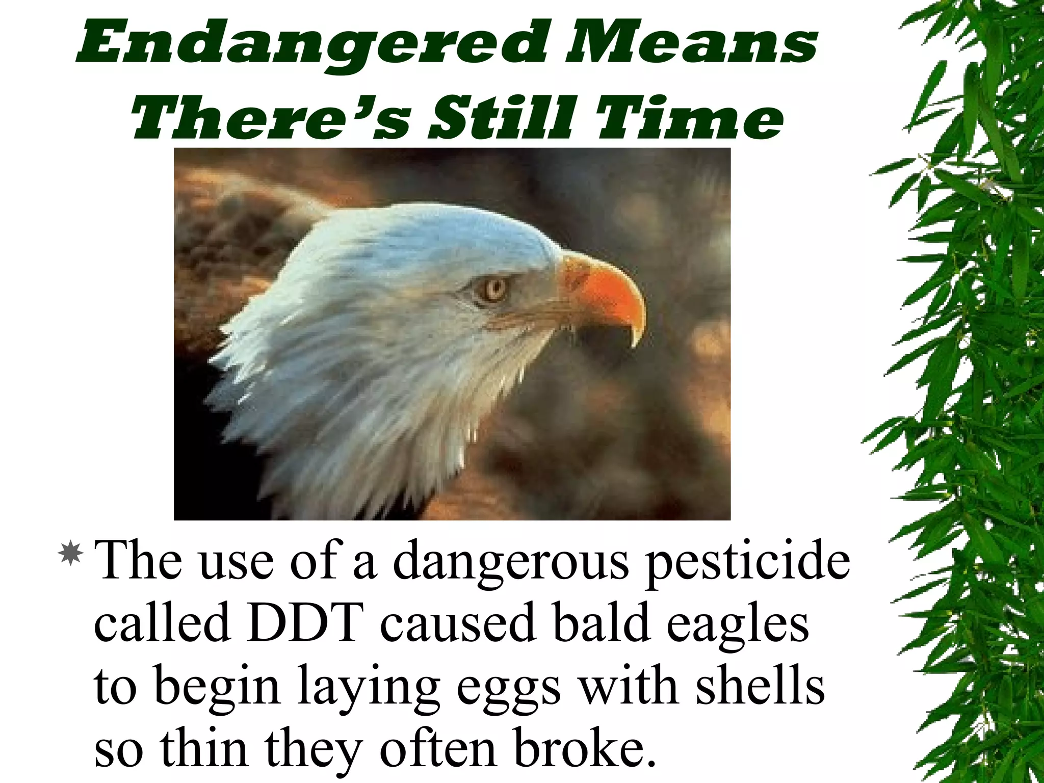 Endangered Means
 There’s Still Time




 The use of a dangerous pesticide
 called DDT caused bald eagles
 to begin laying eggs with shells
 so thin they often broke.
 