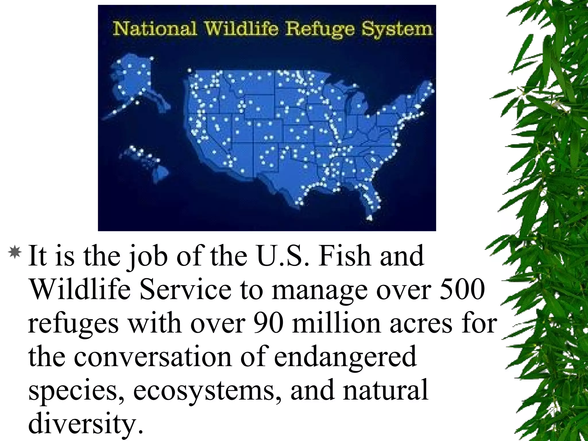  Itis the job of the U.S. Fish and
  Wildlife Service to manage over 500
  refuges with over 90 million acres for
  the conversation of endangered
  species, ecosystems, and natural
  diversity.
 