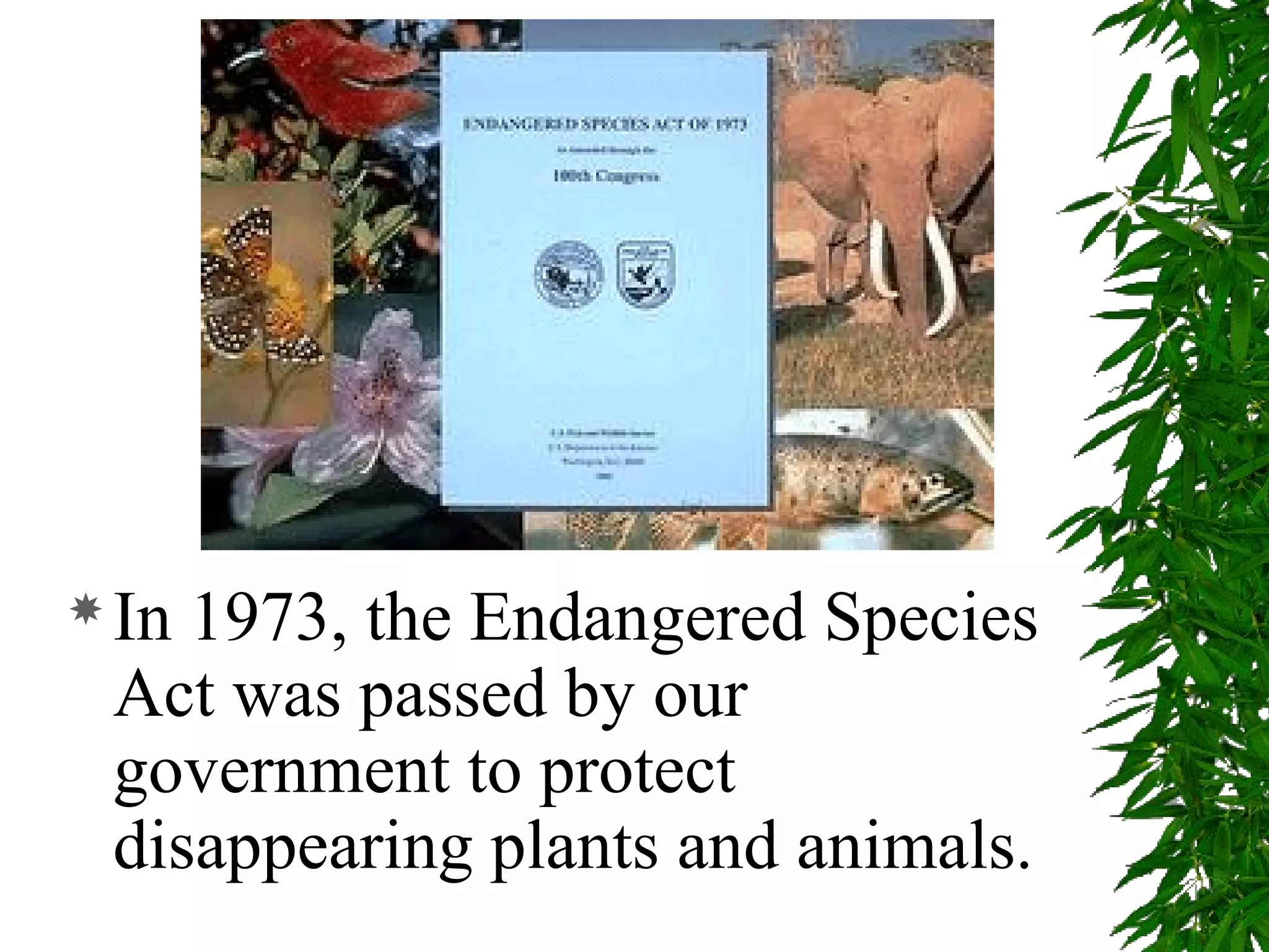  In1973, the Endangered Species
 Act was passed by our
 government to protect
 disappearing plants and animals.
 