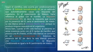 ASV
Según el científico, esto ocurría por condicionamiento
clásico. El Estímulo Incondicionado (EI) es un estímulo
que automáticamente causa una respuesta del
organismo. En el experimento de Watson, haría
referencia al golpe con el martillo. La Respuesta
Incondicionada (RI), es decir, la respuesta que ocurre
por la presencia del EI, sería el sentimiento de miedo.
La rata blanca sería el Estímulo Neutro (EN), porque no
produce ninguna respuesta en el organismo.
Ahora bien, cuando el EN (rata blanca) se presenta en
varias ocasiones junto con el EI (golpe de martillo) que
provoca una RI (miedo), el EN (rata blanca) se convierte
en un Estímulo Condicionado (EC). Entonces, la
presencia del EC (es decir, la rata blanca) provoca
una Respuesta Condicionada (RC). La Respuesta
Condicionada es igual a la RI (sentimiento de miedo).
 