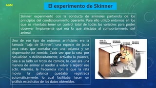 El experimento de Skinner
Skinner experimentó con la conducta de animales partiendo de los
principios del condicionamiento operante. Para ello utilizó entornos en los
que se intentaba tener un control total de todas las variables para poder
observar limpiamente qué era lo que afectaba al comportamiento del
animal.
Uno de ese tipo de entornos artificiales era la
llamada "caja de Skinner", una especie de jaula
para ratas que contaba con una palanca y un
dispensador de comida. Cada vez que la rata, por
casualidad o deliberadamente, activaba la palanca,
caía a su lado un trozo de comida, lo cual era una
manera de animar al roedor a volver a repetir ese
acto. Además, la frecuencia con la que la rata
movía la palanca quedaba registrada
automáticamente, lo cual facilitaba hacer un
análisis estadístico de los datos obtenidos.
AGM
 