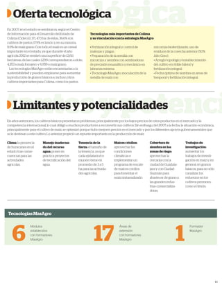 61
tantesypotenci
tecnológica
En años anteriores, los cultivos básicos presentaron problemas, principalmente por los bajos precios de estos productos en el mercado y la
competencia internacional, lo cual obligó a muchos productores a reconvertir sus cultivos. Sin embargo, del 2007 a la fecha, la situación económica,
principalmente para el cultivo de maíz, se optimizó porque hubo mejores precios en el mercado y por los diferentes apoyos gubernamentales que
se le destinan a este cultivo. Lo anterior propició un repunte importante en la producción de maíz.
Tecnologías más importantes de Colima
y su vinculación con la estrategia MasAgro
• Fertilización integral y control de
malezas y plagas.
• Preparación de la semilla con
micorriza y siembra con sembradoras
de precisión neumática y mecánica en
labranza mínima.
• Tecnología MasAgro: inoculación de la
semilla de maíz con
micorriza-biofertilizante, uso de
residuos de la cosecha anterior (50%
Año Cero).
• Arreglo topológico (establecimiento
del cultivo en doble hilera) y
fertilización integral.
• Fecha óptima de siembra en áreas de
temporal y fertilización integral.
Oferta tecnológica
En 2007, en el estado se sembraron, según el Centro
de Información para el Desarrollo del Estado de
Colima (Cidecol), 171, 473 ha; de éstas, 36.6% son
cultivos de pastos, 17.9% es limón y, en su minoría,
8.9% de maíz grano. Con todo, el maíz es un cereal
importante en el estado, ya que durante el año
agrícola 2012 se sembró una superﬁcie de 12,611
hectáreas, de las cuales 1,299 correspondieron a elote,
4,353 a maíz forrajero y 6,959 a maíz grano.
Las tecnologías MasAgro están encaminadas a la
sustentabilidad y pueden emplearse para aumentar
la producción de granos básicos e, incluso, otros
cultivos importantes para Colima, como los pastos.
Limitantes y potencialidades
Tecnologías MasAgro
Módulos
establecidos
con formadores
MasAgro6
Áreas de
extensión
con formadores
MasAgro17 1
Formador
MasAgro
Clima: la presencia
de huracanes en el
estado trae conse-
cuencias para las
actividades
agrícolas.
Manejo inadecua-
do del recurso
agua: poner en
práctica proyectos
de tecniﬁcación del
agua.
Tenencia de la
tierra: el tamaño de
la tenencia, ya que
cada ejidatario/co-
munero tiene en
promedio de 3 a 5
ha para las activida-
des agrícolas.
Maíces criollos:
aprovechar las
condiciones
climáticas e
implementar un
programa de rescate
de maíces criollos
para fomentar el
maíz nixtamalizado.
Cobertura de
siembra en las
zonas de riego:
aprovechar la
cercanía con la
ciudad de Guadala-
jara y con Ciudad
Guzmán para
abastecer de grano a
las grandes indus-
trias comercializa-
doras.
Trabajos de
investigación:
aumentar los
trabajos de investi-
gación en maíz y, en
general, en granos
básicos, para no sólo
canalizar los
esfuerzos en los
cultivos perennes,
como el limón.
 