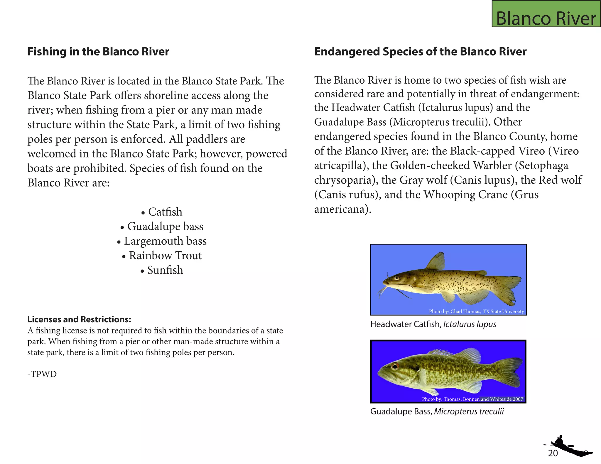 20
Blanco River
Fishing in the Blanco River
The Blanco River is located in the Blanco State Park. The
Blanco State Park offers shoreline access along the
river; when fishing from a pier or any man made
structure within the State Park, a limit of two fishing
poles per person is enforced. All paddlers are
welcomed in the Blanco State Park; however, powered
boats are prohibited. Species of fish found on the
Blanco River are:
• Catfish
• Guadalupe bass
• Largemouth bass
• Rainbow Trout
• Sunfish
Endangered Species of the Blanco River
The Blanco River is home to two species of fish wish are
considered rare and potentially in threat of endangerment:
the Headwater Catfish (Ictalurus lupus) and the
Guadalupe Bass (Micropterus treculii). Other
endangered species found in the Blanco County, home
of the Blanco River, are: the Black-capped Vireo (Vireo
atricapilla), the Golden-cheeked Warbler (Setophaga
chrysoparia), the Gray wolf (Canis lupus), the Red wolf
(Canis rufus), and the Whooping Crane (Grus
americana).
Guadalupe Bass, Micropterus treculii
Headwater Catfish, Ictalurus lupus
Photo by: Chad Thomas, TX State University
Photo by: Thomas, Bonner, and Whiteside 2007
Licenses and Restrictions:
A fishing license is not required to fish within the boundaries of a state
park. When fishing from a pier or other man-made structure within a
state park, there is a limit of two fishing poles per person.
-TPWD
 