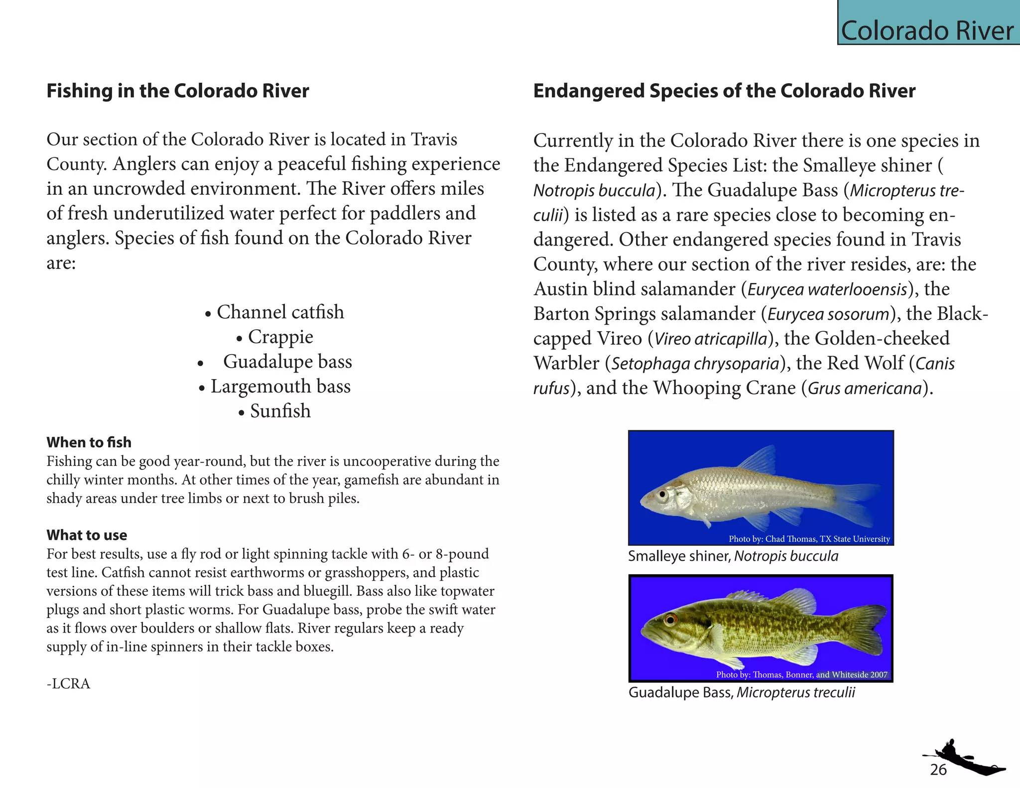 26
Colorado River
Fishing in the Colorado River
Our section of the Colorado River is located in Travis
County. Anglers can enjoy a peaceful fishing experience
in an uncrowded environment. The River offers miles
of fresh underutilized water perfect for paddlers and
anglers. Species of fish found on the Colorado River
are:
• Channel catfish
• Crappie
• Guadalupe bass
• Largemouth bass
• Sunfish
Endangered Species of the Colorado River
Currently in the Colorado River there is one species in
the Endangered Species List: the Smalleye shiner (	
Notropis buccula). The Guadalupe Bass (Micropterus tre-
culii) is listed as a rare species close to becoming en-
dangered. Other endangered species found in Travis
County, where our section of the river resides, are: the
Austin blind salamander (Eurycea waterlooensis), the
Barton Springs salamander (Eurycea sosorum), the Black-
capped Vireo (Vireo atricapilla), the Golden-cheeked
Warbler (Setophaga chrysoparia), the Red Wolf (Canis
rufus), and the Whooping Crane (Grus americana).
Guadalupe Bass, Micropterus treculii
Smalleye shiner, Notropis buccula
Photo by: Chad Thomas, TX State University
Photo by: Thomas, Bonner, and Whiteside 2007
When to fish
Fishing can be good year-round, but the river is uncooperative during the
chilly winter months. At other times of the year, gamefish are abundant in
shady areas under tree limbs or next to brush piles.
What to use
For best results, use a fly rod or light spinning tackle with 6- or 8-pound
test line. Catfish cannot resist earthworms or grasshoppers, and plastic
versions of these items will trick bass and bluegill. Bass also like topwater
plugs and short plastic worms. For Guadalupe bass, probe the swift water
as it flows over boulders or shallow flats. River regulars keep a ready
supply of in-line spinners in their tackle boxes.
-LCRA
 