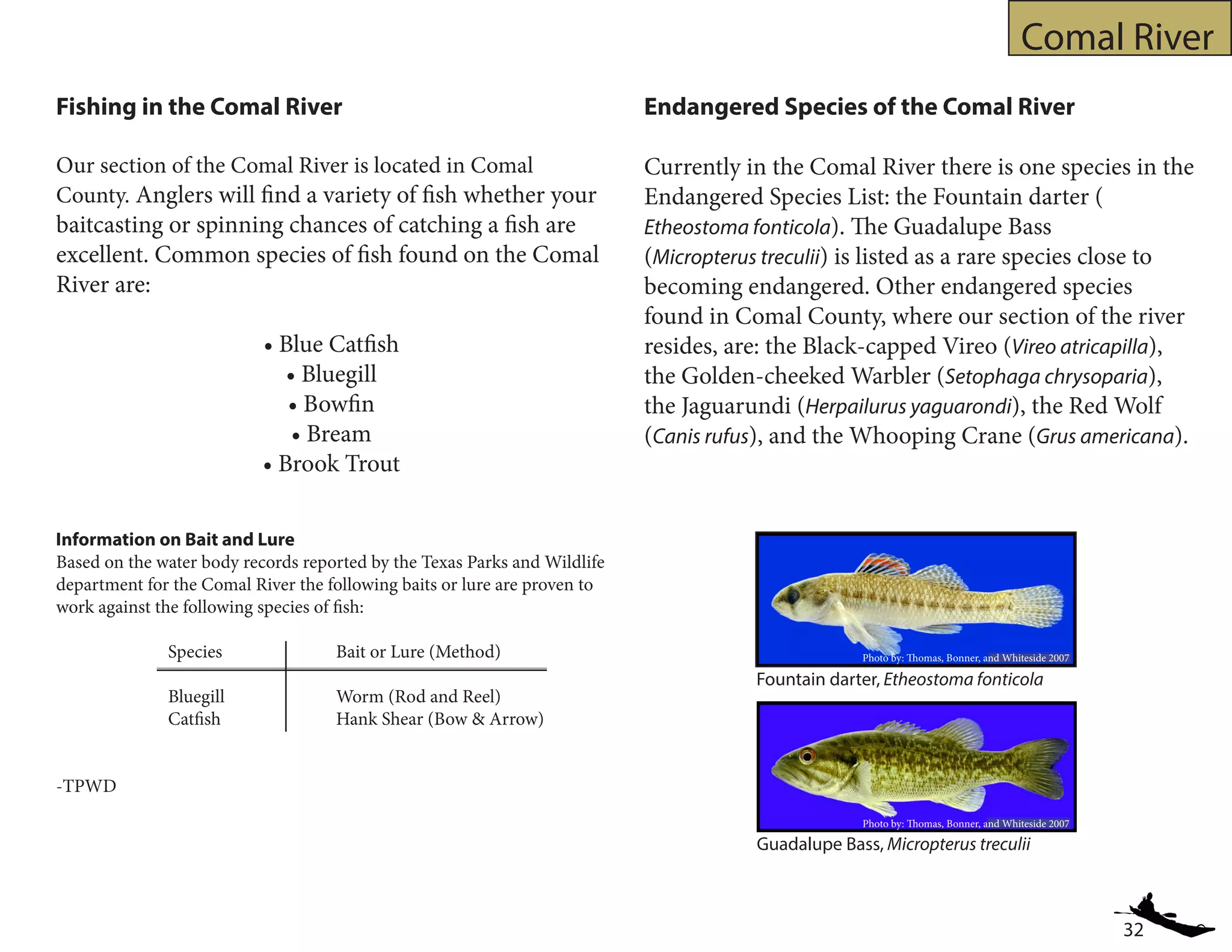 32
Comal River
Fishing in the Comal River
Our section of the Comal River is located in Comal
County. Anglers will find a variety of fish whether your
baitcasting or spinning chances of catching a fish are
excellent. Common species of fish found on the Comal
River are:
• Blue Catfish
• Bluegill
• Bowfin
• Bream
• Brook Trout
Endangered Species of the Comal River
Currently in the Comal River there is one species in the
Endangered Species List: the Fountain darter (	
Etheostoma fonticola). The Guadalupe Bass
(Micropterus treculii) is listed as a rare species close to
becoming endangered. Other endangered species
found in Comal County, where our section of the river
resides, are: the Black-capped Vireo (Vireo atricapilla),
the Golden-cheeked Warbler (Setophaga chrysoparia),
the Jaguarundi (Herpailurus yaguarondi), the Red Wolf
(Canis rufus), and the Whooping Crane (Grus americana).
Guadalupe Bass, Micropterus treculii
Fountain darter, Etheostoma fonticola
Photo by: Thomas, Bonner, and Whiteside 2007
Photo by: Thomas, Bonner, and Whiteside 2007
Information on Bait and Lure
Based on the water body records reported by the Texas Parks and Wildlife
department for the Comal River the following baits or lure are proven to
work against the following species of fish:
		Species			Bait or Lure (Method)
		 Bluegill		 Worm (Rod and Reel)
		 Catfish			 Hank Shear (Bow & Arrow)
-TPWD
 