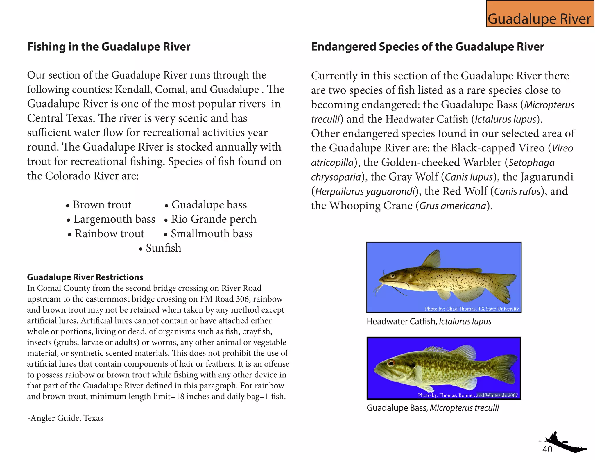 40
Guadalupe River
Fishing in the Guadalupe River
Our section of the Guadalupe River runs through the
following counties: Kendall, Comal, and Guadalupe . The
Guadalupe River is one of the most popular rivers in
Central Texas. The river is very scenic and has
sufficient water flow for recreational activities year
round. The Guadalupe River is stocked annually with
trout for recreational fishing. Species of fish found on
the Colorado River are:
• Brown trout • Guadalupe bass
• Largemouth bass • Rio Grande perch
• Rainbow trout • Smallmouth bass
• Sunfish
Endangered Species of the Guadalupe River
Currently in this section of the Guadalupe River there
are two species of fish listed as a rare species close to
becoming endangered: the Guadalupe Bass (Micropterus
treculii) and the Headwater Catfish (Ictalurus lupus).
Other endangered species found in our selected area of
the Guadalupe River are: the Black-capped Vireo (Vireo
atricapilla), the Golden-cheeked Warbler (Setophaga
chrysoparia), the Gray Wolf (Canis lupus), the Jaguarundi
(Herpailurus yaguarondi), the Red Wolf (Canis rufus), and
the Whooping Crane (Grus americana).
Guadalupe Bass, Micropterus treculii
Headwater Catfish, Ictalurus lupus
Guadalupe River Restrictions
In Comal County from the second bridge crossing on River Road
upstream to the easternmost bridge crossing on FM Road 306, rainbow
and brown trout may not be retained when taken by any method except
artificial lures. Artificial lures cannot contain or have attached either
whole or portions, living or dead, of organisms such as fish, crayfish,
insects (grubs, larvae or adults) or worms, any other animal or vegetable
material, or synthetic scented materials. This does not prohibit the use of
artificial lures that contain components of hair or feathers. It is an offense
to possess rainbow or brown trout while fishing with any other device in
that part of the Guadalupe River defined in this paragraph. For rainbow
and brown trout, minimum length limit=18 inches and daily bag=1 fish.
-Angler Guide, Texas
Photo by: Chad Thomas, TX State University
Photo by: Thomas, Bonner, and Whiteside 2007
 
