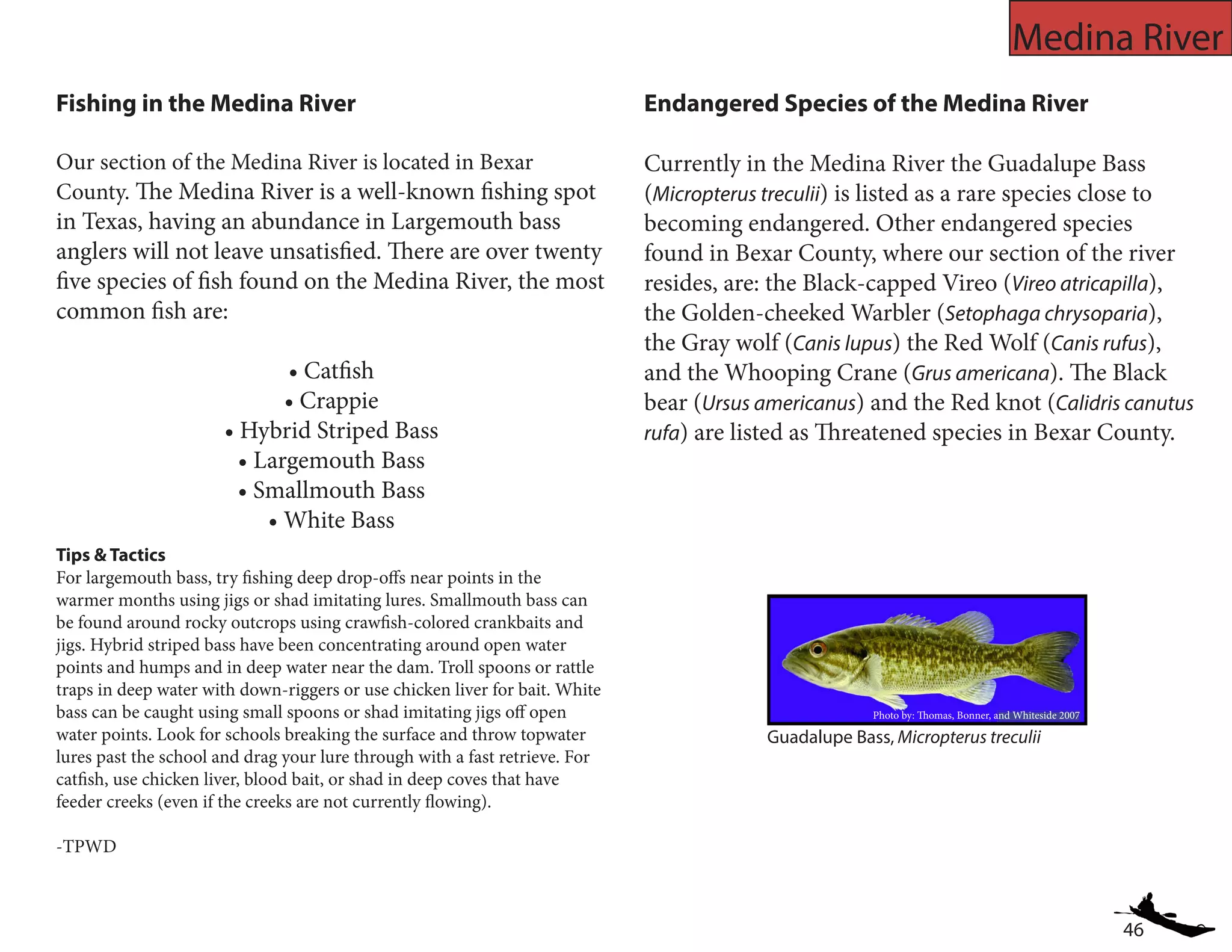46
Medina River
Fishing in the Medina River
Our section of the Medina River is located in Bexar
County. The Medina River is a well-known fishing spot
in Texas, having an abundance in Largemouth bass
anglers will not leave unsatisfied. There are over twenty
five species of fish found on the Medina River, the most
common fish are:
• Catfish
• Crappie
• Hybrid Striped Bass
• Largemouth Bass
• Smallmouth Bass
• White Bass
Endangered Species of the Medina River
Currently in the Medina River the Guadalupe Bass
(Micropterus treculii) is listed as a rare species close to
becoming endangered. Other endangered species
found in Bexar County, where our section of the river
resides, are: the Black-capped Vireo (Vireo atricapilla),
the Golden-cheeked Warbler (Setophaga chrysoparia),
the Gray wolf (Canis lupus) the Red Wolf (Canis rufus),
and the Whooping Crane (Grus americana). The Black
bear (Ursus americanus) and the Red knot (Calidris canutus
rufa) are listed as Threatened species in Bexar County.
Tips & Tactics
For largemouth bass, try fishing deep drop-offs near points in the
warmer months using jigs or shad imitating lures. Smallmouth bass can
be found around rocky outcrops using crawfish-colored crankbaits and
jigs. Hybrid striped bass have been concentrating around open water
points and humps and in deep water near the dam. Troll spoons or rattle
traps in deep water with down-riggers or use chicken liver for bait. White
bass can be caught using small spoons or shad imitating jigs off open
water points. Look for schools breaking the surface and throw topwater
lures past the school and drag your lure through with a fast retrieve. For
catfish, use chicken liver, blood bait, or shad in deep coves that have
feeder creeks (even if the creeks are not currently flowing).
-TPWD
Guadalupe Bass, Micropterus treculii
Photo by: Thomas, Bonner, and Whiteside 2007
 