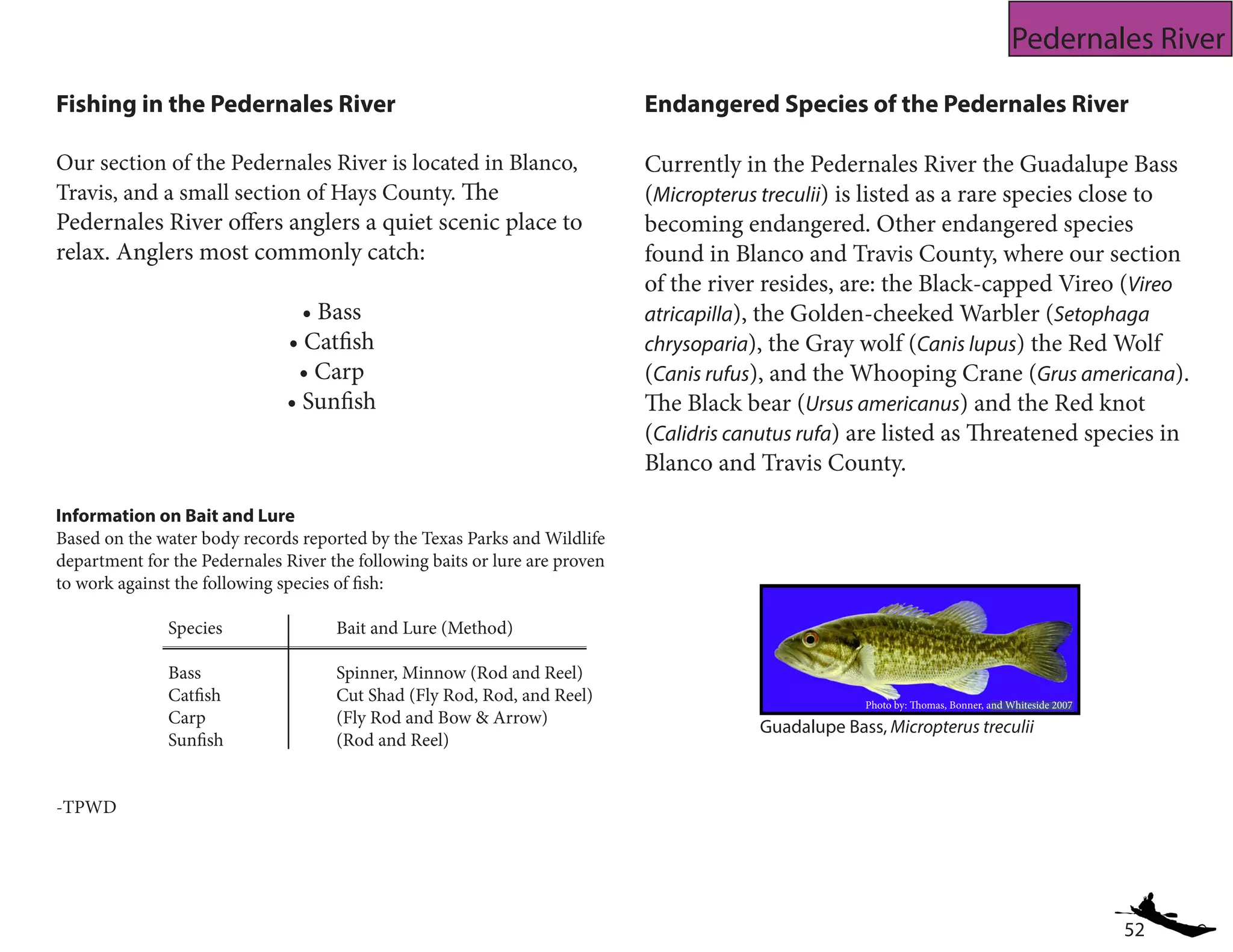 52
Pedernales River
Fishing in the Pedernales River
Our section of the Pedernales River is located in Blanco,
Travis, and a small section of Hays County. The
Pedernales River offers anglers a quiet scenic place to
relax. Anglers most commonly catch:
• Bass
• Catfish
• Carp
• Sunfish
Endangered Species of the Pedernales River
Currently in the Pedernales River the Guadalupe Bass
(Micropterus treculii) is listed as a rare species close to
becoming endangered. Other endangered species
found in Blanco and Travis County, where our section
of the river resides, are: the Black-capped Vireo (Vireo
atricapilla), the Golden-cheeked Warbler (Setophaga
chrysoparia), the Gray wolf (Canis lupus) the Red Wolf
(Canis rufus), and the Whooping Crane (Grus americana).
The Black bear (Ursus americanus) and the Red knot
(Calidris canutus rufa) are listed as Threatened species in
Blanco and Travis County.
Information on Bait and Lure
Based on the water body records reported by the Texas Parks and Wildlife
department for the Pedernales River the following baits or lure are proven
to work against the following species of fish:
		Species			Bait and Lure (Method)
		 Bass			 Spinner, Minnow (Rod and Reel)
		 Catfish			 Cut Shad (Fly Rod, Rod, and Reel)
		 Carp			 (Fly Rod and Bow & Arrow)
		Sunfish			(Rod and Reel)
-TPWD
Guadalupe Bass, Micropterus treculii
Photo by: Thomas, Bonner, and Whiteside 2007
 