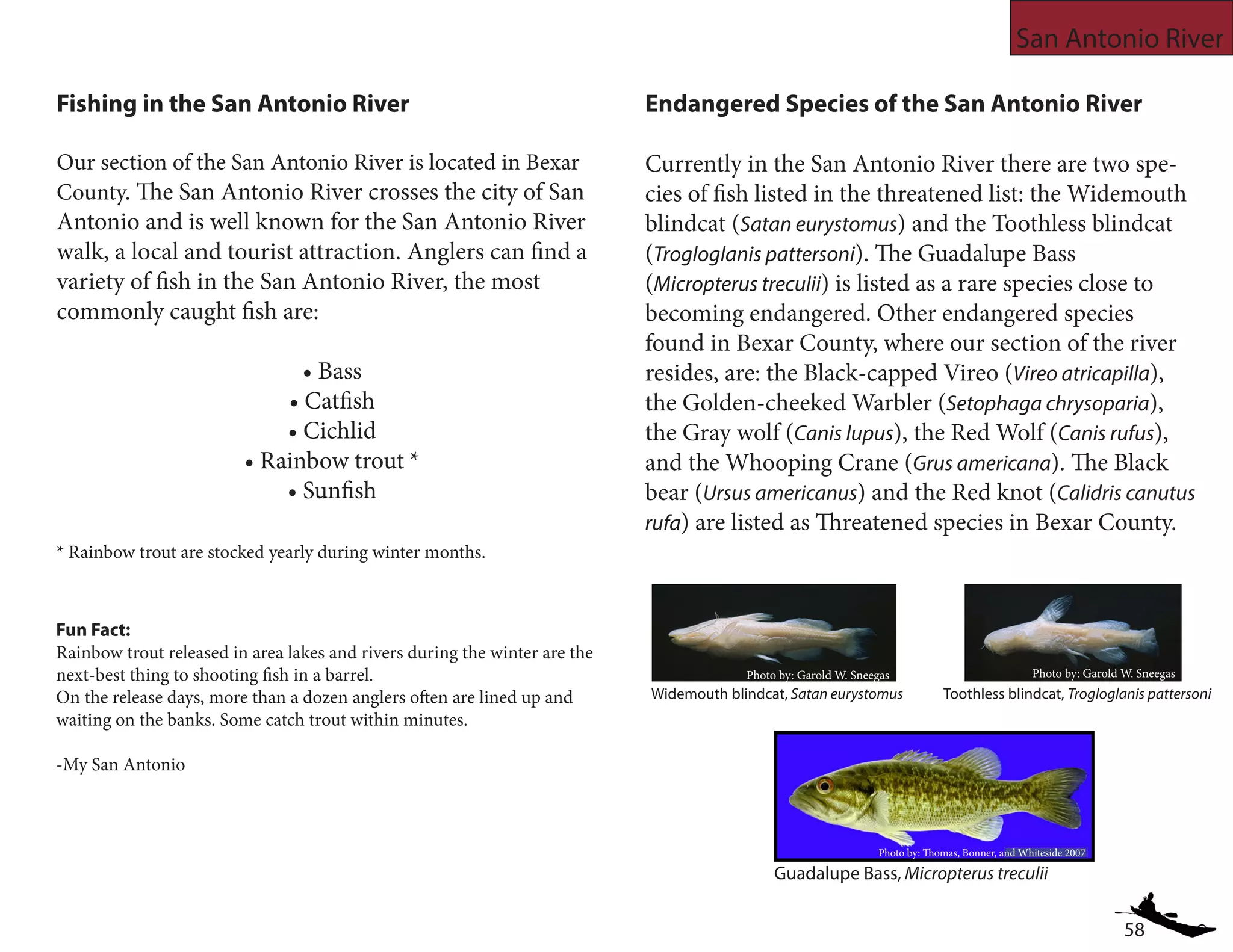 58
San Antonio River
Fishing in the San Antonio River
Our section of the San Antonio River is located in Bexar
County. The San Antonio River crosses the city of San
Antonio and is well known for the San Antonio River
walk, a local and tourist attraction. Anglers can find a
variety of fish in the San Antonio River, the most
commonly caught fish are:
• Bass
• Catfish
• Cichlid
• Rainbow trout *
• Sunfish
* Rainbow trout are stocked yearly during winter months.
Endangered Species of the San Antonio River
Currently in the San Antonio River there are two spe-
cies of fish listed in the threatened list: the Widemouth
blindcat (Satan eurystomus) and the Toothless blindcat
(Trogloglanis pattersoni). The Guadalupe Bass
(Micropterus treculii) is listed as a rare species close to
becoming endangered. Other endangered species
found in Bexar County, where our section of the river
resides, are: the Black-capped Vireo (Vireo atricapilla),
the Golden-cheeked Warbler (Setophaga chrysoparia),
the Gray wolf (Canis lupus), the Red Wolf (Canis rufus),
and the Whooping Crane (Grus americana). The Black
bear (Ursus americanus) and the Red knot (Calidris canutus
rufa) are listed as Threatened species in Bexar County.
Guadalupe Bass, Micropterus treculii
Photo by: Thomas, Bonner, and Whiteside 2007
Photo by: Garold W. Sneegas
Widemouth blindcat, Satan eurystomus Toothless blindcat, Trogloglanis pattersoni
Photo by: Garold W. Sneegas
Fun Fact:
Rainbow trout released in area lakes and rivers during the winter are the
next-best thing to shooting fish in a barrel.
On the release days, more than a dozen anglers often are lined up and
waiting on the banks. Some catch trout within minutes.
-My San Antonio
 