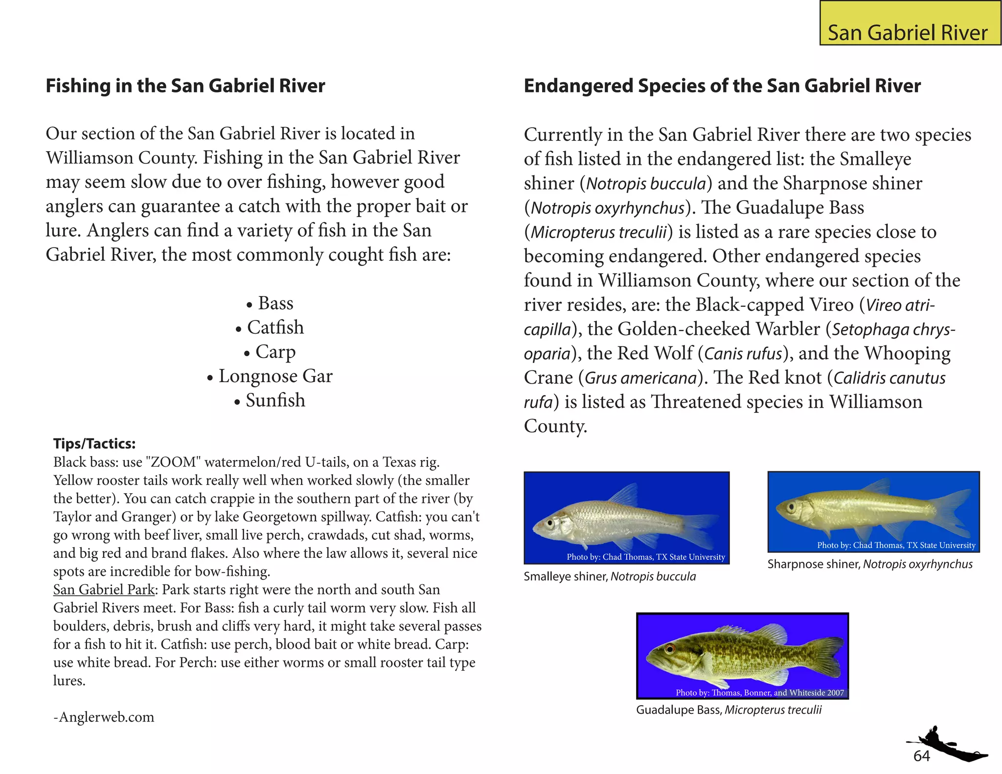 64
San Gabriel River
Fishing in the San Gabriel River
Our section of the San Gabriel River is located in
Williamson County. Fishing in the San Gabriel River
may seem slow due to over fishing, however good
anglers can guarantee a catch with the proper bait or
lure. Anglers can find a variety of fish in the San
Gabriel River, the most commonly cought fish are:
• Bass
• Catfish
• Carp
• Longnose Gar
• Sunfish
Endangered Species of the San Gabriel River
Currently in the San Gabriel River there are two species
of fish listed in the endangered list: the Smalleye
shiner (Notropis buccula) and the Sharpnose shiner
(Notropis oxyrhynchus). The Guadalupe Bass
(Micropterus treculii) is listed as a rare species close to
becoming endangered. Other endangered species
found in Williamson County, where our section of the
river resides, are: the Black-capped Vireo (Vireo atri-
capilla), the Golden-cheeked Warbler (Setophaga chrys-
oparia), the Red Wolf (Canis rufus), and the Whooping
Crane (Grus americana). The Red knot (Calidris canutus
rufa) is listed as Threatened species in Williamson
County.
Guadalupe Bass, Micropterus treculii
Smalleye shiner, Notropis buccula
Photo by: Chad Thomas, TX State University
Photo by: Thomas, Bonner, and Whiteside 2007
Photo by: Chad Thomas, TX State University
Sharpnose shiner, Notropis oxyrhynchus
Tips/Tactics:
Black bass: use "ZOOM" watermelon/red U-tails, on a Texas rig.
Yellow rooster tails work really well when worked slowly (the smaller
the better). You can catch crappie in the southern part of the river (by
Taylor and Granger) or by lake Georgetown spillway. Catfish: you can't
go wrong with beef liver, small live perch, crawdads, cut shad, worms,
and big red and brand flakes. Also where the law allows it, several nice
spots are incredible for bow-fishing.
San Gabriel Park: Park starts right were the north and south San
Gabriel Rivers meet. For Bass: fish a curly tail worm very slow. Fish all
boulders, debris, brush and cliffs very hard, it might take several passes
for a fish to hit it. Catfish: use perch, blood bait or white bread. Carp:
use white bread. For Perch: use either worms or small rooster tail type
lures.
-Anglerweb.com
 