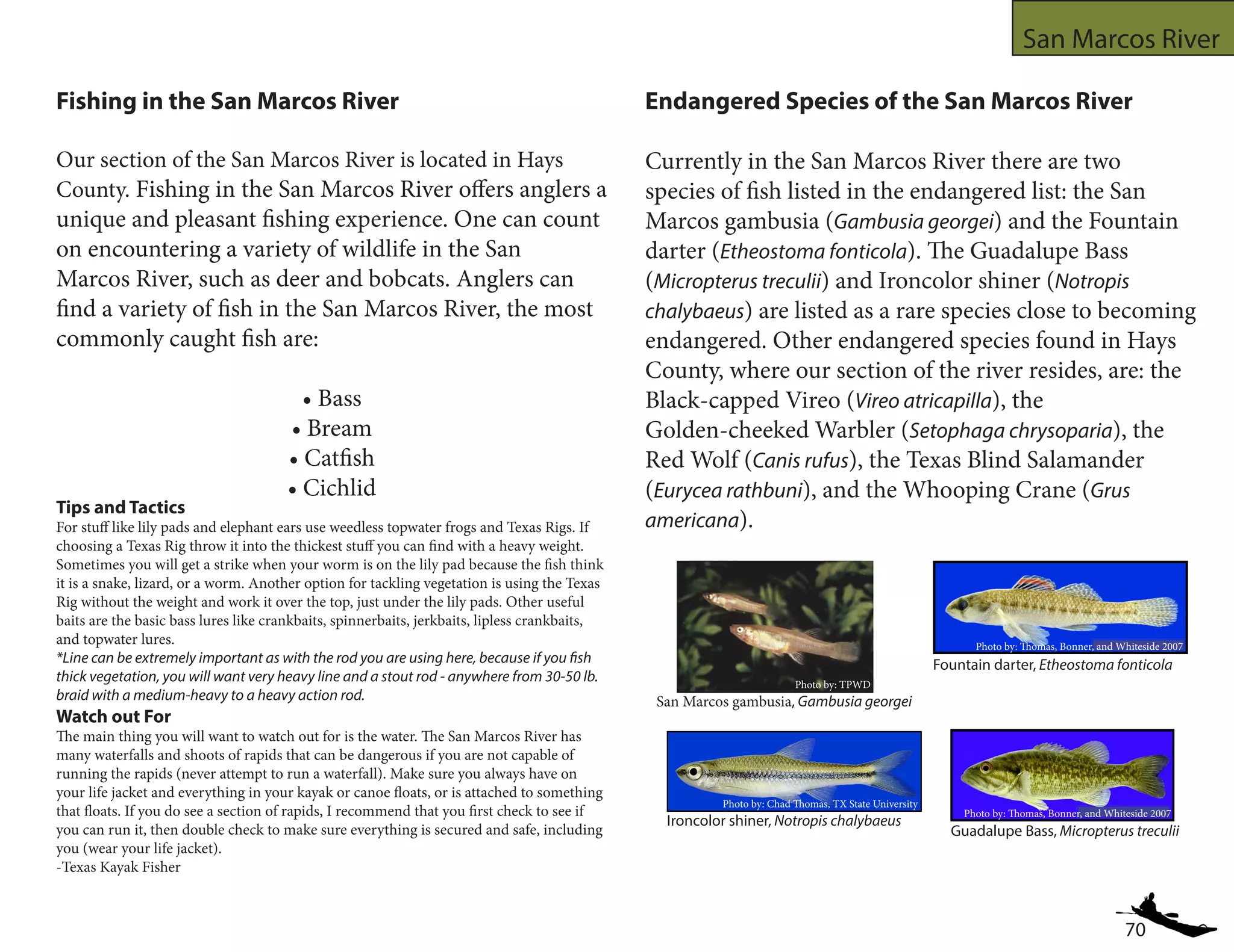 70
San Marcos River
Fishing in the San Marcos River
Our section of the San Marcos River is located in Hays
County. Fishing in the San Marcos River offers anglers a
unique and pleasant fishing experience. One can count
on encountering a variety of wildlife in the San
Marcos River, such as deer and bobcats. Anglers can
find a variety of fish in the San Marcos River, the most
commonly caught fish are:
• Bass
• Bream
• Catfish
• Cichlid
Endangered Species of the San Marcos River
Currently in the San Marcos River there are two
species of fish listed in the endangered list: the San
Marcos gambusia (Gambusia georgei) and the Fountain
darter (Etheostoma fonticola). The Guadalupe Bass
(Micropterus treculii) and Ironcolor shiner (Notropis
chalybaeus) are listed as a rare species close to becoming
endangered. Other endangered species found in Hays
County, where our section of the river resides, are: the
Black-capped Vireo (Vireo atricapilla), the
Golden-cheeked Warbler (Setophaga chrysoparia), the
Red Wolf (Canis rufus), the Texas Blind Salamander
(Eurycea rathbuni), and the Whooping Crane (Grus
americana).
Guadalupe Bass, Micropterus treculii
Photo by: Thomas, Bonner, and Whiteside 2007
Photo by: Chad Thomas, TX State University
Ironcolor shiner, Notropis chalybaeus
Photo by: Thomas, Bonner, and Whiteside 2007
Fountain darter, Etheostoma fonticola
Photo by: TPWD
San Marcos gambusia, Gambusia georgei
Tips and Tactics
For stuff like lily pads and elephant ears use weedless topwater frogs and Texas Rigs. If
choosing a Texas Rig throw it into the thickest stuff you can find with a heavy weight.
Sometimes you will get a strike when your worm is on the lily pad because the fish think
it is a snake, lizard, or a worm. Another option for tackling vegetation is using the Texas
Rig without the weight and work it over the top, just under the lily pads. Other useful
baits are the basic bass lures like crankbaits, spinnerbaits, jerkbaits, lipless crankbaits,
and topwater lures.
*Line can be extremely important as with the rod you are using here, because if you fish
thick vegetation, you will want very heavy line and a stout rod - anywhere from 30-50 lb.
braid with a medium-heavy to a heavy action rod.
Watch out For
The main thing you will want to watch out for is the water. The San Marcos River has
many waterfalls and shoots of rapids that can be dangerous if you are not capable of
running the rapids (never attempt to run a waterfall). Make sure you always have on
your life jacket and everything in your kayak or canoe floats, or is attached to something
that floats. If you do see a section of rapids, I recommend that you first check to see if
you can run it, then double check to make sure everything is secured and safe, including
you (wear your life jacket).
-Texas Kayak Fisher
 