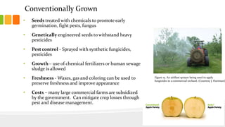Conventionally Grown
• Seeds treated with chemicals to promote early
germination, fight pests, fungus
• Genetically engineered seeds to withstand heavy
pesticides
• Pest control - Sprayed with synthetic fungicides,
pesticides
• Growth – use of chemical fertilizers or human sewage
sludge is allowed
• Freshness - Waxes, gas and coloring can be used to
preserve freshness and improve appearance
• Costs – many large commercial farms are subsidized
by the government. Can mitigate crop losses through
pest and disease management.
Figure 15. An airblast sprayer being used to apply
fungicides in a commercial orchard. (Courtesy J. Hartman)
 