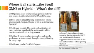 Where it all starts….the Seed!
GMO or Hybrid - What’s the diff?
• GMO process takes totally foreign genetic material
and inserts it artificially into the DNA of the seed.
• Little is known about the long-term impact on our
environment, flora and fauna, or on us as consuming
humans!
• Hybrid seed is created by cross-pollinating two or
more varieties, usually of the same species which
mimics a naturally occurring process.
• Hybrids will not reproduce themselves well, so the
seed needs to be recreated through cross-pollinating
for every crop.
• Hybrid seed can be Certified Organic.
A farmer’s planned experiment
involving feeding squirrels GMO’s
and non-GMO’d corn never
happened because mice ate all the
non-GM corn first—while ignoring
the GM!
http://www.non-
gmoreport.com/articles/may08/farmers_non-
GM_corn.php#sthash.VIvtJuN5.dpuf
 