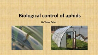 Biological control of aphids
By Taylor Sabo
 