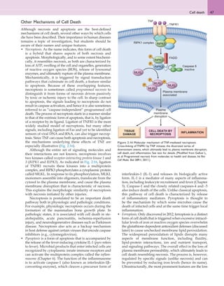 47
Cell death
interleukin-1 (IL-1) and releases its biologically active
form. IL-1 is a mediator of many aspects of inflamma-
tion, including leukocyte recruitment and fever (Chapter
3). Caspase-1 and the closely related caspases-4 and -5
also induce death of the cells. Unlike classical apoptosis,
this pathway of cell death is characterized by release
of inflammatory mediators. Pyroptosis is thought to
be the mechanism by which some microbes cause the
death of infected cells and at the same time trigger local
inflammation.
• Ferroptosis. Only discovered in 2012, ferroptosis is a distinct
form of cell death that is triggered when excessive intracel-
lular levels of iron or reactive oxygen species overwhelm
the glutathione-dependent antioxidant defenses (discussed
later) to cause unchecked membrane lipid peroxidation.
The widespread peroxidation of lipids disrupts many
aspects of membrane function, including fluidity,
lipid-protein interactions, ion and nutrient transport,
and signaling pathways. The overall effect is the loss of
plasma membrane permeability, which ultimately leads to
cell death resembling necrosis. The process is, however,
regulated by specific signals (unlike necrosis) and can
be prevented by reducing iron levels (hence its name).
Ultrastructurally, the most prominent features are the loss
Other Mechanisms of Cell Death
Although necrosis and apoptosis are the best-defined
mechanisms of cell death, several other ways by which cells
die have been described. Their importance in human diseases
remains a topic of investigation, but students should be
aware of their names and unique features.
• Necroptosis. As the name indicates, this form of cell death
is a hybrid that shares aspects of both necrosis and
apoptosis. Morphologically, and to some extent biochemi-
cally, it resembles necrosis, as both are characterized by
loss of ATP, swelling of the cell and organelles, generation
of reactive oxygen species (ROS), release of lysosomal
enzymes, and ultimately rupture of the plasma membrane.
Mechanistically, it is triggered by signal transduction
pathways that culminate in cell death, a feature similar
to apoptosis. Because of these overlapping features,
necroptosis is sometimes called programmed necrosis to
distinguish it from forms of necrosis driven passively
by toxic or ischemic injury to the cell. In sharp contrast
to apoptosis, the signals leading to necroptosis do not
result in caspase activation, and hence it is also sometimes
referred to as “caspase-independent” programmed cell
death. The process of necroptosis starts in a manner similar
to that of the extrinsic form of apoptosis, that is, by ligation
of a receptor by its ligand. Ligation of TNFR1 is the most
widely studied model of necroptosis, but many other
signals, including ligation of Fas and yet to be identified
sensors of viral DNA and RNA, can also trigger necrop-
tosis. Since TNF can cause both apoptosis and necroptosis,
the mechanisms underlying these effects of TNF are
especially illustrative (Fig. 2.16).
Although the entire set of signaling molecules and
their interactions are not known, necroptosis involves
two kinases called receptor-interacting protein kinase 1 and
3 (RIPK1 and RIPK3). As indicated in Fig. 2.16, ligation
of TNFR1 recruits these kinases into a multiprotein
complex, and RIPK3 phosphorylates a cytoplasmic protein
called MLKL. In response to its phosphorylation, MLKL
monomers assemble into oligomers, translocate from the
cytosol to the plasma membrane, and cause the plasma
membrane disruption that is characteristic of necrosis.
This explains the morphologic similarity of necroptosis
with necrosis initiated by other injuries.
Necroptosis is postulated to be an important death
pathway both in physiologic and pathologic conditions.
For example, physiologic necroptosis occurs during the
formation of the mammalian bone growth plate. In
pathologic states, it is associated with cell death in ste-
atohepatitis, acute pancreatitis, ischemia-reperfusion
injury, and neurodegenerative diseases such as Parkinson
disease. Necroptosis also acts as a backup mechanism
in host defense against certain viruses that encode caspase
inhibitors (e.g., cytomegalovirus).
• Pyroptosis is a form of apoptosis that is accompanied by
the release of the fever-inducing cytokine IL-1 (pyro refers
to fever). Microbial products that enter infected cells are
recognized by cytoplasmic innate immune receptors and
can activate the multiprotein complex called the inflam-
masome (Chapter 6). The function of the inflammasome
is to activate caspase-1 (also known as interleukin-1β–
converting enzyme), which cleaves a precursor form of
P
P
TNFR1
TNF
RIPK1
RIPK1 complex
RIPK3
MLKL
MLKL
P
MLKL
P
MLKL
Caspase 8
inactive
RIPK1
P
Plasma membrane
associated
Plasma
membrane
disruption
TISSUE
DAMAGE
INFLAMMATION
CELL DEATH BY
NECROPTOSIS
FADD
Figure 2.16 Molecular mechanism of TNF-mediated necroptosis.
Cross-linking of TNFR1 by TNF initiates the illustrated series of
downstream events, which ultimately lead to plasma membrane disruption,
cell death, and inflammation. See text for details. (Modified from Galluzi L,
et al: Programmed necrosis from molecules to health and disease, Int Rev
Cell Molec Biol 289:1, 2011.)
 