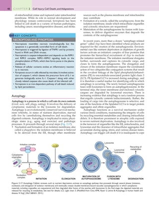 48 C H A P T E R 2 Cell Injury, Cell Death, and Adaptations
sources such as the plasma membrane and mitochondria
may contribute
• Formation of a vesicle, called the autophagosome, from the
isolation membrane, inside which intracellular organelles
and cytosolic structures are sequestered
• Maturation of the autophagosome by fusion with lyso-
somes, to deliver digestive enzymes that degrade the
contents of the autophagosome
In recent years, more than a dozen “autophagy-related
genes” called Atgs have been identified whose products are
required for the creation of the autophagosome. Environ-
mental cues like nutrient deprivation or depletion of growth
factors activate an initiation complex of four proteins that
promotes the hierarchical recruitment of Atgs to nucleate
the initiation membrane. The initiation membrane elongates
further, surrounds and captures its cytosolic cargo, and
closes to form the autophagosome. The elongation and
closure of the initiation membrane require the coordinated
action of two ubiquitin-like conjugation systems that result
in the covalent linkage of the lipid phosphatidylethanol-
amine (PE) to microtubule-associated protein light chain 3
(LC3). PE-lipidated LC3 is increased during autophagy, and
it is therefore a useful marker for identifying cells in which
autophagy is occurring. The newly formed autophagosome
fuses with lysosomes to form an autophagolysosome. In the
terminal step, the inner membrane and enclosed cytosolic
cargoes are degraded by lysosomal enzymes. There is
increasing evidence that autophagy is not a random process
that engulfs cytosolic contents indiscriminately. Rather, the
loading of cargo into the autophagosome is selective, and
one of the functions of the lipidated LC3 is to target protein
aggregates and effete organelles.
Autophagy functions as a survival mechanism under
various stress conditions, maintaining the integrity of cells
by recycling essential metabolites and clearing intracellular
debris. It is therefore prominent in atrophic cells exposed
to severe nutrient deprivation. Autophagy is also involved
in the turnover of organelles like the ER, mitochondria, and
lysosomes and the clearance of intracellular aggregates that
accumulate during aging, stress, and various disease states.
Autophagy can trigger cell death if it is inadequate to cope
Autophagy
Autophagy is a process in which a cell eats its own contents
(Greek: auto, self; phagy, eating). It involves the delivery of
cytoplasmic materials to the lysosome for degradation.
Autophagy is an evolutionarily conserved survival mecha-
nism whereby, in states of nutrient deprivation, starved
cells live by cannibalizing themselves and recycling the
digested contents. Autophagy is implicated in many physi-
ologic states (e.g., aging and exercise) and pathologic
processes. It proceeds through several steps (Fig. 2.17):
• Nucleation and formation of an isolation membrane, also
called a phagophore; the isolation membrane is believed
to be derived from the ER, though other membrane
Initiation complex
Nucleation
complex
Cytoplasmic
organelles
INITIATION ELONGATION
FUSION WITH
LYSOSOME
MATURATION OF
AUTOPHAGOSOME DEGRADATION
LC3
Lysosome
Lysosomal
hydrolases
Recycling of
metabolites
Figure 2.17 Autophagy. Cellular stresses, such as nutrient deprivation, activate an autophagy pathway that proceeds through several phases (initiation,
nucleation, and elongation of isolation membrane) and eventually creates double-membrane-bound vacuoles (autophagosome) in which cytoplasmic
materials, including organelles, are sequestered and then degraded after fusion of the vesicles with lysosomes. In the final stage, the digested materials are
released for recycling of metabolites. See text for details. LC3, Light chain 3. (Modified from Choi,AMK, Ryter S, Levine B:Autophagy in human health and
disease, N Engl J Med 368:651, 2013.)
of mitochondrial cristae and ruptured outer mitochondrial
membrane. While its role in normal development and
physiology remain controversial, ferroptosis has been
linked to cell death in a variety of human pathologies,
including cancer, neurodegenerative diseases, and stroke.
KEY CONCEPTS
NECROPTOSIS AND PYROPTOSIS
• Necroptosis resembles necrosis morphologically, but like
apoptosis is a genetically controlled form of cell death.
• Necroptosis is triggered by ligation of TNFR1 and by proteins
found in RNA and DNA viruses.
• Necroptosis is caspase-independent and depends on the RIPK1
and RIPK3 complex. RIPK1–RIPK3 signaling leads to the
phosphorylation of MLKL,which then forms pores in the plasma
membrane.
• Release of cellular contents evokes an inflammatory reaction
as in necrosis.
• Pyroptosis occurs in cells infected by microbes.It involves activa-
tion of caspase-1, which cleaves the precursor form of IL-1 to
generate biologically active IL-1. Caspase-1 along with other
closely related caspases also cause death of the infected cell.
• Ferroptosis is an iron-dependent pathway of cell death induced
by lipid peroxidation.
 