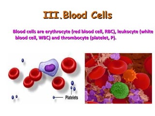 III.Blood Cells
Blood cells are erythrocyte (red blood cell, RBC), leukocyte (white
blood cell, WBC) and thrombocyte (platelet, P).

 