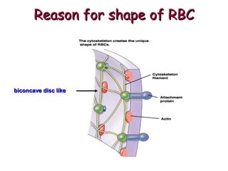 Reason for shape of RBC

biconcave disc like

 