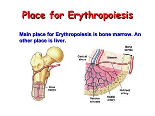 Place for Erythropoiesis
Main place for Erythropoiesis is bone marrow. An
other place is liver.

 