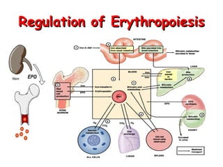 Regulation of Erythropoiesis

 