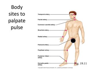Body
sites to
palpate
pulse

Fig. 19.11

 