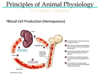 Principles of Animal Physiology
Circulatory Systems

Circulatory Fluids
•Blood Cell Production (Hemopoiesis)

 