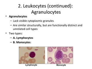 2. Leukocytes (continued):
Agranulocytes

• Agranulocytes
– Lack visible cytoplasmic granules
– Are similar structurally, but are functionally distinct and
unrelated cell types
• Two types:
– A. Lymphocytes
– B. Monocytes:

Lymphocyte

Monocyte

 