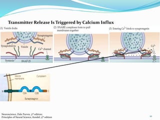 Transmitter Release Is Triggered by Calcium Influx
10
Neuroscience, Dale Purves, 3rd edition;
Principles of Neural Science, Kandel, 5th edition
 