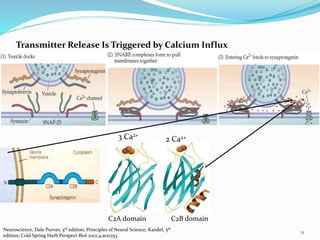 Transmitter Release Is Triggered by Calcium Influx
C2A domain C2B domain
3 Ca2+
2 Ca2+
11
Neuroscience, Dale Purves, 3rd edition; Principles of Neural Science, Kandel, 5th
edition; Cold Spring Harb Perspect Biol 2012;4:a011353
 