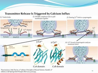 Transmitter Release Is Triggered by Calcium Influx
C2A domain C2B domain
3 Ca2+
2 Ca2+
12
Neuroscience, Dale Purves, 3rd edition; Principles of Neural Science, Kandel, 5th
edition; Cold Spring Harb Perspect Biol 2012;4:a011353
 