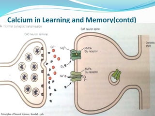 Calcium in Learning and Memory(contd)
14
Principles of Neural Science, Kandel – 5th
 