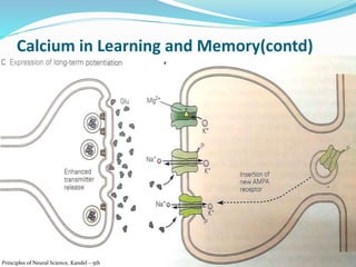 Calcium in Learning and Memory(contd)
16
Principles of Neural Science, Kandel – 5th
 