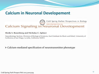 Calcium in Neuronal Developement
17
 Calcium-mediated specification of neurotransmitter phenotype
Cold Spring Harb Perspect Biol 2011;3:a004259
 