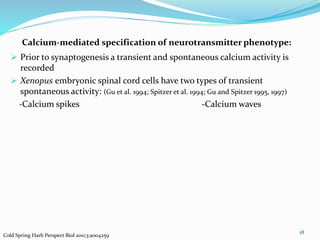 Calcium-mediated specification of neurotransmitter phenotype:
 Prior to synaptogenesis a transient and spontaneous calcium activity is
recorded
 Xenopus embryonic spinal cord cells have two types of transient
spontaneous activity: (Gu et al. 1994; Spitzer et al. 1994; Gu and Spitzer 1995, 1997)
-Calcium spikes -Calcium waves
18
Cold Spring Harb Perspect Biol 2011;3:a004259
 