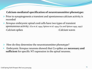 Calcium-mediated specification of neurotransmitter phenotype:
 Prior to synaptogenesis a transient and spontaneous calcium activity is
recorded
 Xenopus embryonic spinal cord cells have two types of transient
spontaneous activity: (Gu et al. 1994; Spitzer et al. 1994; Gu and Spitzer 1995, 1997)
-Calcium spikes -Calcium waves
 How do they determine the neurotransmitter phenotype?
 Embryonic Xenopus neurons showed that Ca-spikes are necessary and
sufficient for specific NT expression in the spinal neurons.
19
Cold Spring Harb Perspect Biol 2011;3:a004259
 