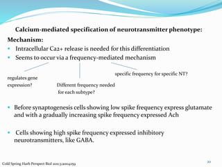 Calcium-mediated specification of neurotransmitter phenotype:
Mechanism:
 Intracellular Ca2+ release is needed for this differentiation
 Seems to occur via a frequency-mediated mechanism
regulates gene
expression? Different frequency needed
for each subtype?
 Before synaptogenesis cells showing low spike frequency express glutamate
and with a gradually increasing spike frequency expressed Ach
 Cells showing high spike frequency expressed inhibitory
neurotransmitters, like GABA.
20
Cold Spring Harb Perspect Biol 2011;3:a004259
specific frequency for specific NT?
 