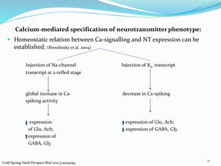 Calcium-mediated specification of neurotransmitter phenotype:
 Homeostatic relation between Ca-signalling and NT expression can be
established: (Borodinsky et al. 2004)
Injection of Na-channel Injection of Kir transcript
transcript at 2-celled stage
global increase in Ca- decrease in Ca-spiking
spiking activity
expression expression of Glu, Ach;
of Glu, Ach; expression of GABA, Gly.
expression of
GABA, Gly.
21
Cold Spring Harb Perspect Biol 2011;3:a004259
 