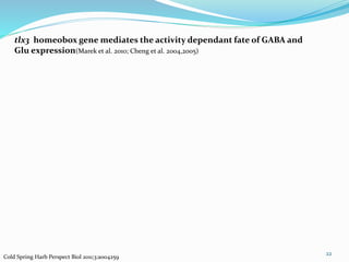 22
Cold Spring Harb Perspect Biol 2011;3:a004259
tlx3 homeobox gene mediates the activity dependant fate of GABA and
Glu expression(Marek et al. 2010; Cheng et al. 2004,2005)
 