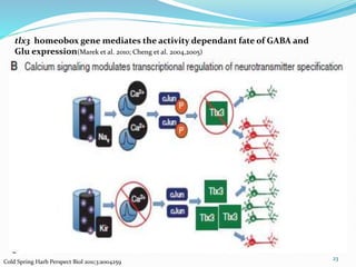 23
Cold Spring Harb Perspect Biol 2011;3:a004259
tlx3 homeobox gene mediates the activity dependant fate of GABA and
Glu expression(Marek et al. 2010; Cheng et al. 2004,2005)
 