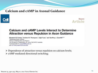 Calcium and cAMP in Axonal Guidance
24
Neuron 74, 490–503, May 10, 2012 ©2012 Elsevier Inc.
 Dependence of attraction versus repulsion on calcium levels;
 cAMP mediated directional switching;
 