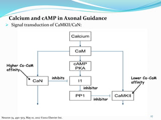 Calcium and cAMP in Axonal Guidance
27
Neuron 74, 490–503, May 10, 2012 ©2012 Elsevier Inc.
 Signal transduction of CaMKII/CaN:
Higher Ca-CaM
affinity
inhibits
inhibitor
inhibitor
Lower Ca-CaM
affinity
 