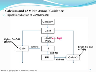 Calcium and cAMP in Axonal Guidance
28
Neuron 74, 490–503, May 10, 2012 ©2012 Elsevier Inc.
 Signal transduction of CaMKII/CaN:
Higher Ca-CaM
affinity
Lower Ca-CaM
affinity
inhibits
high
inhibitor
inhibitor
 