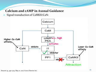 Calcium and cAMP in Axonal Guidance
29
Neuron 74, 490–503, May 10, 2012 ©2012 Elsevier Inc.
 Signal transduction of CaMKII/CaN:
Higher Ca-CaM
affinity
Lower Ca-CaM
affinity
inhibits
inhibitor
activates
high
inhibitor
x
 
